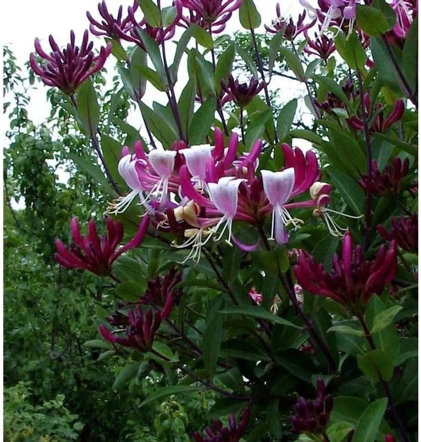 Lonicera heckrottii Goldflame rankende Pflanze für den Garten - Bild 1