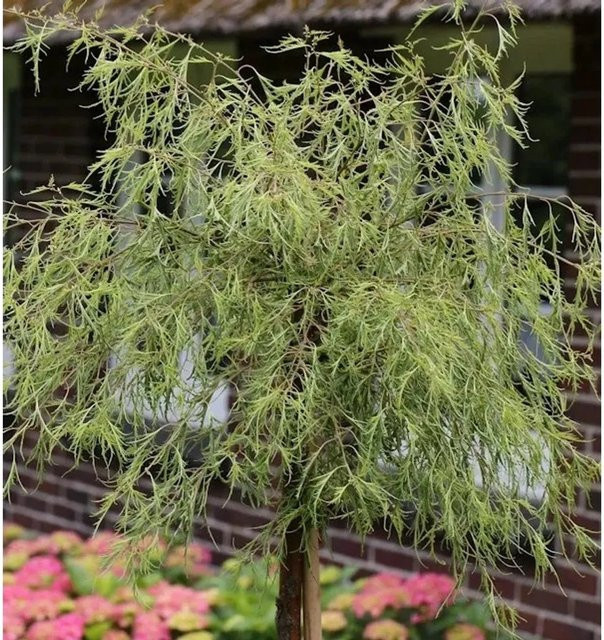 Geschlitztblättrige Zwerg-Birke Betula pendula Karaca, grüne Gartenpflanze, Höhe: 45 cm - Bild 1