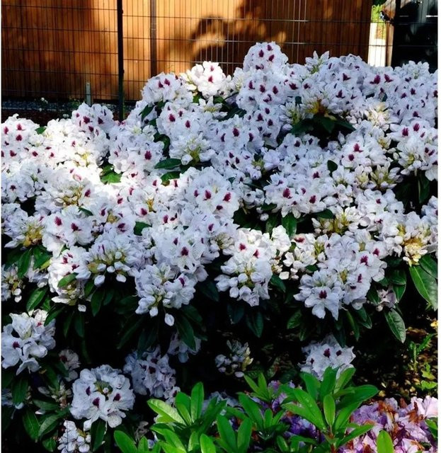 INKARHO Rhododendron Marsalla großblumige Alpenrose als Zierstrauch für den Außenbereich 30-40 cm - Bild 1