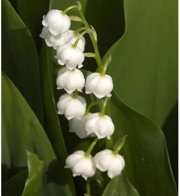 Maiglöckchen Convallaria majalis weiße Gartenpflanze als Bodendecker im Topf - Bild 1