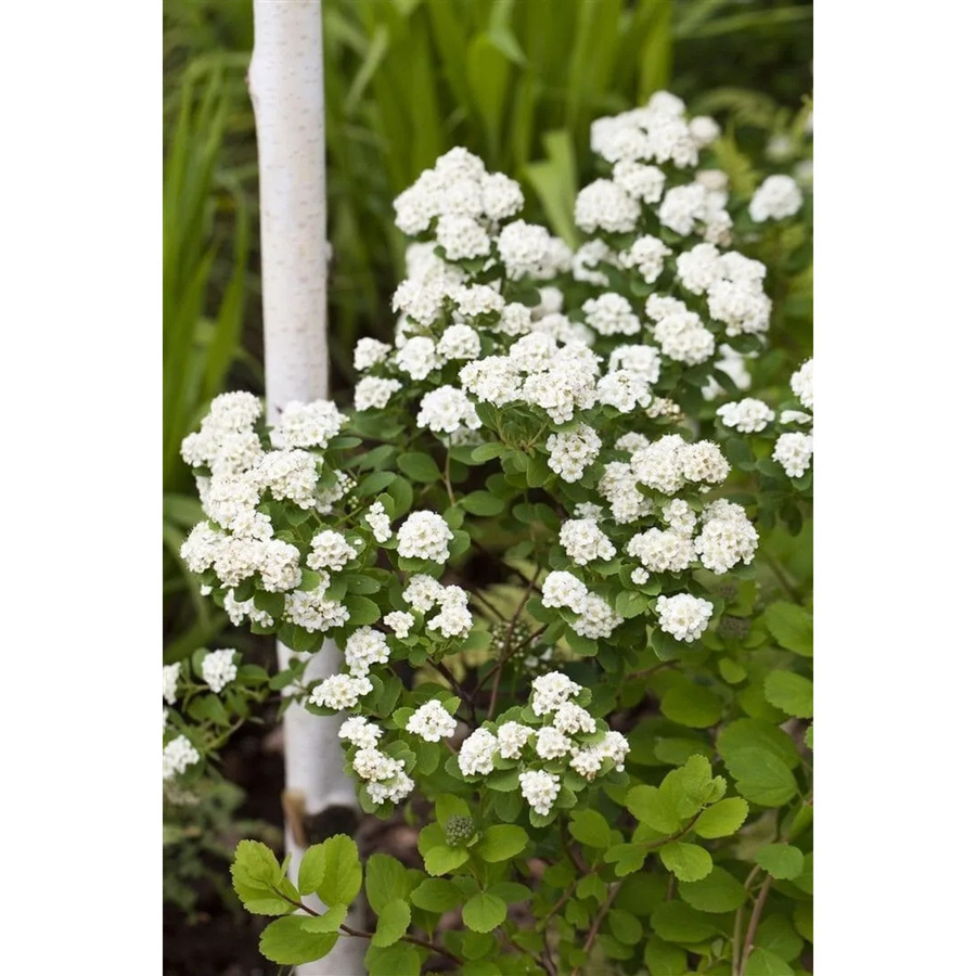 Spiraea vanhouttei Strauch mit weißen Blüten, Höhe: 125-150 cm - Bild 2