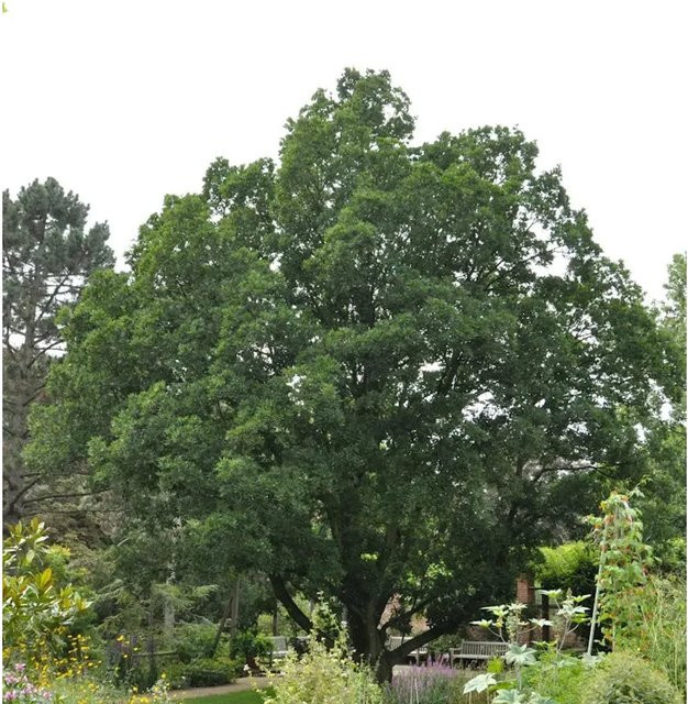 Quercus turneri Wintergrüne Eiche für den Garten - Bild 1
