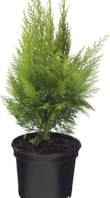 Gelbe Kegelzypresse Ellwoodii Empire Chamaecyparis awsoniana für Hecken und Steingärten, Höhe: 20-30 cm - Bild 1
