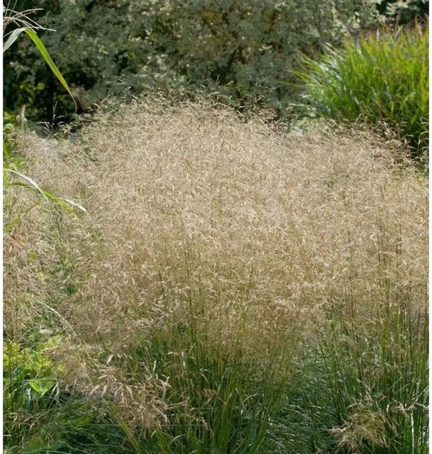 Waldschmiele Goldtau Deschampsia cespitosa als grüne Zierpflanze im Topf - Bild 1