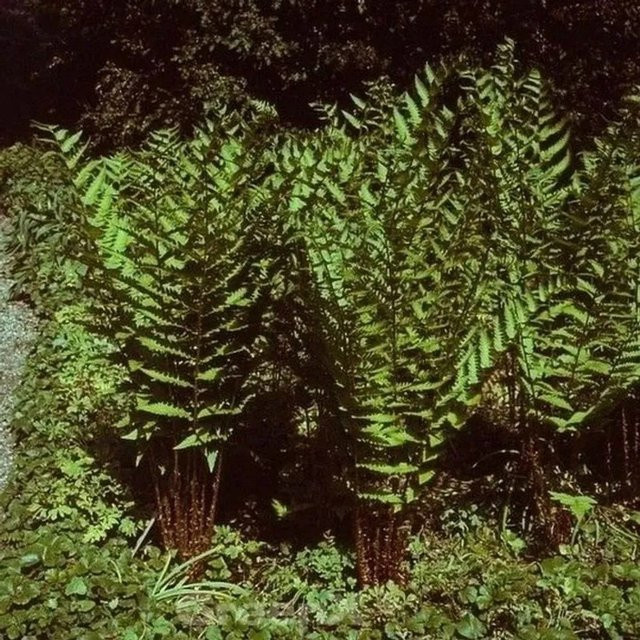 Amerikanischer Riesen Wurmfarn Dryopteris goldiana grüne Staude im Topf für das Freiland - Bild 1