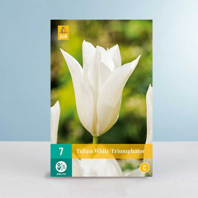 Lilienblütige Tulpe White Triumphator von BLUME2000 mit 7 Zwiebeln - Bild 1