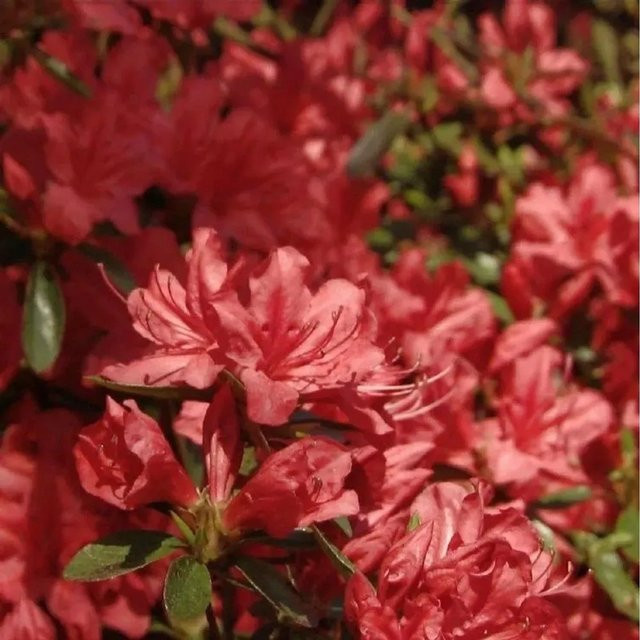 Kriechende Immergrüne Zwerg Azalee Marilee Rhododendron nakaharai in Pink - Bild 1