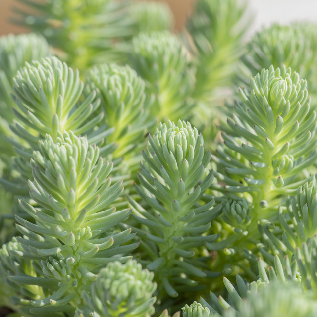 Sedum anopetalum Fetthenne BLUME2000 Stauden zur Bodendeckung, 3 Stück - Bild 1