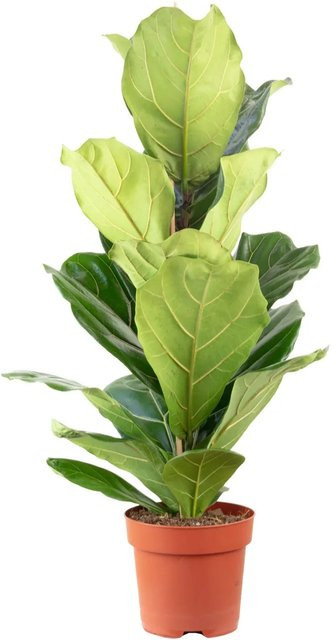 Value Greens Geigenfeige in Grün, moderne Zimmerpflanze, Höhe: 95 cm, Topf-Durchmesser: 21 cm - Bild 1
