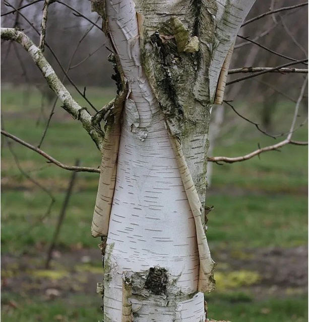 Weißrindige Himalaja-Birke Betula utilis Doorenbos, Höhe: 125-150 cm - Bild 1