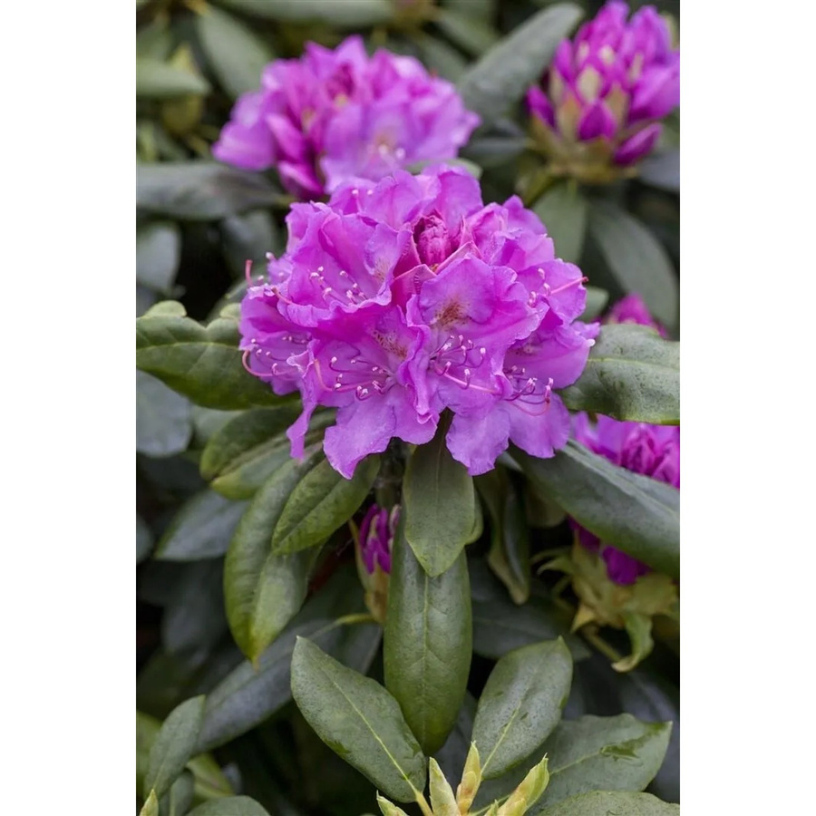 Rhododendron Hybr. Lees Dark Purple Dunkelviolett Zierstrauch 60–70 cm - Bild 2