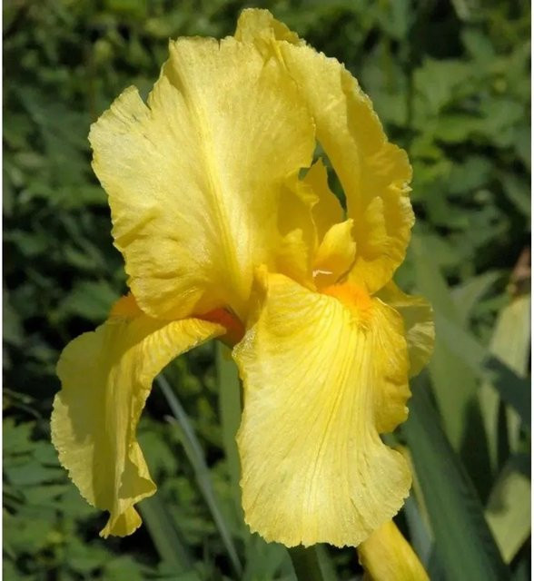 Zwergschwertlilie Baria Iris barbata nana als mehrjährige Beetpflanze von Nr-01.de - Bild 1