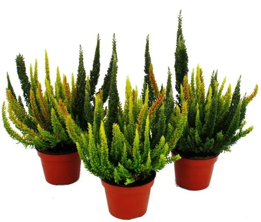 Exotenherz Calluna Green Nature Set aus 3 winterharten Besenheide-Pflanzen in 11cm Töpfen, verschiedene Grüntöne