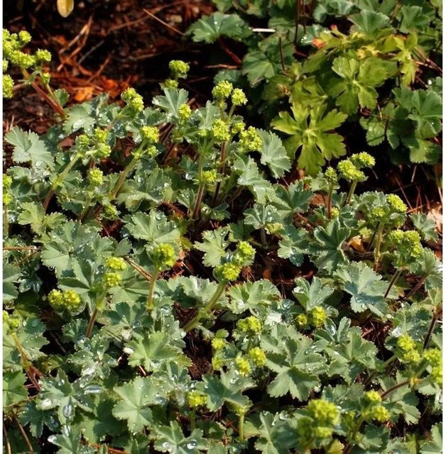 Alchemilla erythropodea Frauenmantel in Gelb im Topf von Nr-01.de - Bild 1