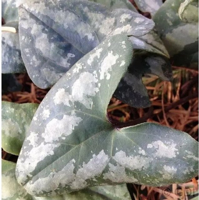 Chinesische Haselwurz Asarum splendens Staude als Bodendecker für deinen Garten in Grün und Rot - Bild 1