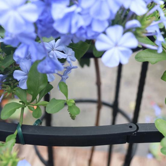 Amusedly Metall-Gartenspalier für Kletterpflanzen in Schwarz, Höhe: 150 cm - Bild 6