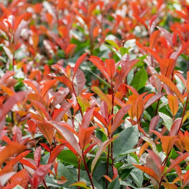 Photinia Glanzmispel als Heckenpflanze für Balkon und Ziergarten, weiß-grün-rot - Bild 1