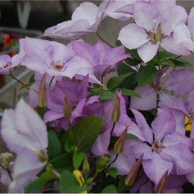 Großblumige Clematis Waldrebe Margaret Hunt von Arborix in Pink und Lila, 50 bis 60 cm im Container - Bild 1