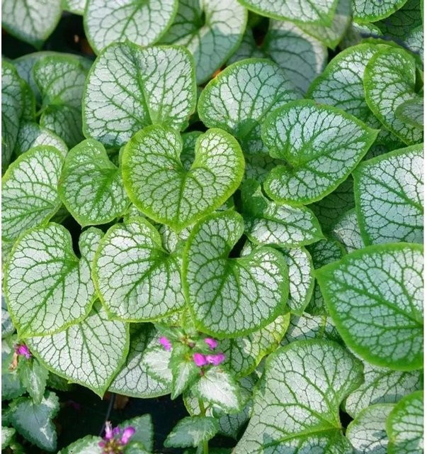 Brunnera macrophylla Kaukasus Vergissmeinnicht Silver Wings Stauden Bodendecker - Bild 1