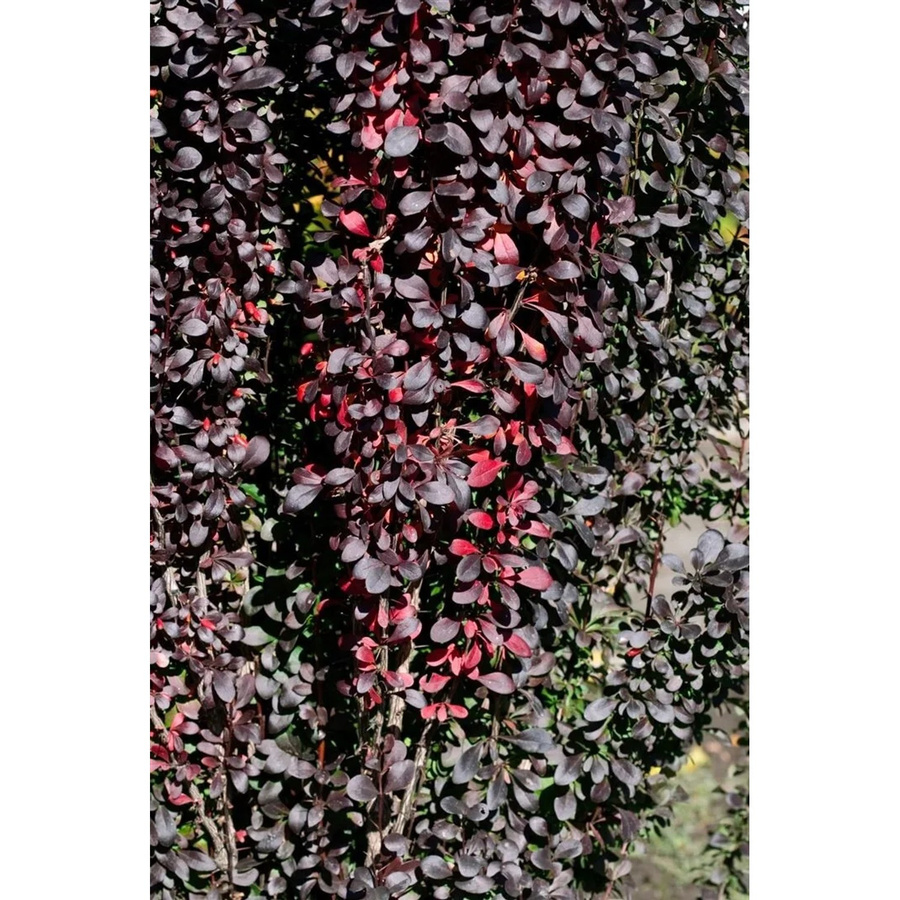 Berberis Thunbergii Red Pillar Säulen-Berberitze Rotlaubig, 25–30 cm - Bild 2