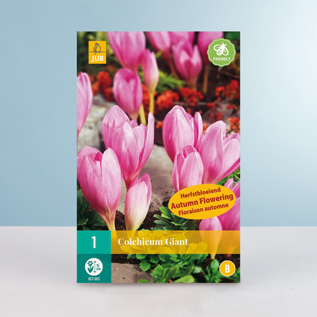 Herbstzeitlose Giant Blumenzwiebel von BLUME2000, 1 Stück - Bild 1