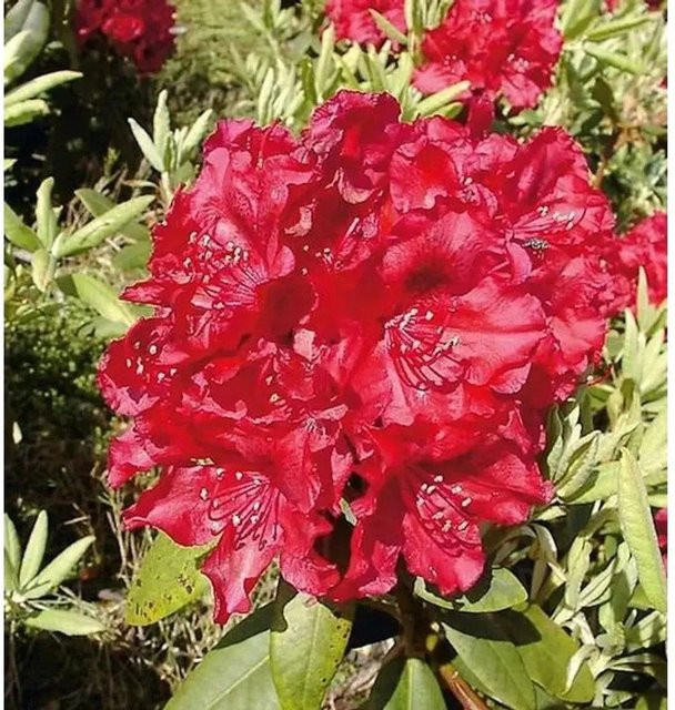 Großblumiger Rhododendron Erato Alpenrose von Die Nr-01.de - Bild 1