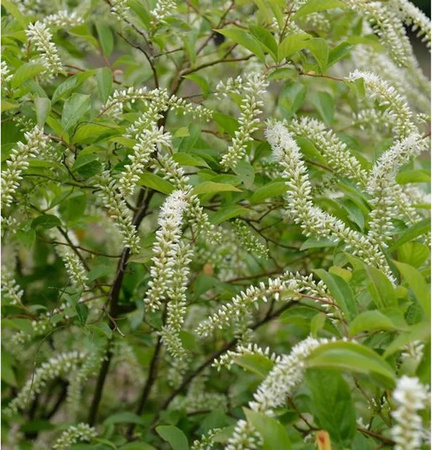 Itea virginica Rosmarinweide Henrys Garnet Strauch in Rot und Purpur, Höhe: 60-80 cm