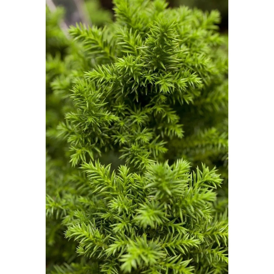 Cryptomeria Japonica Vilmoriniana Japanische Sicheltanne als grüner Nadelstrauch für deinen Garten und Balkon, Höhe: 25 cm - Bild 2