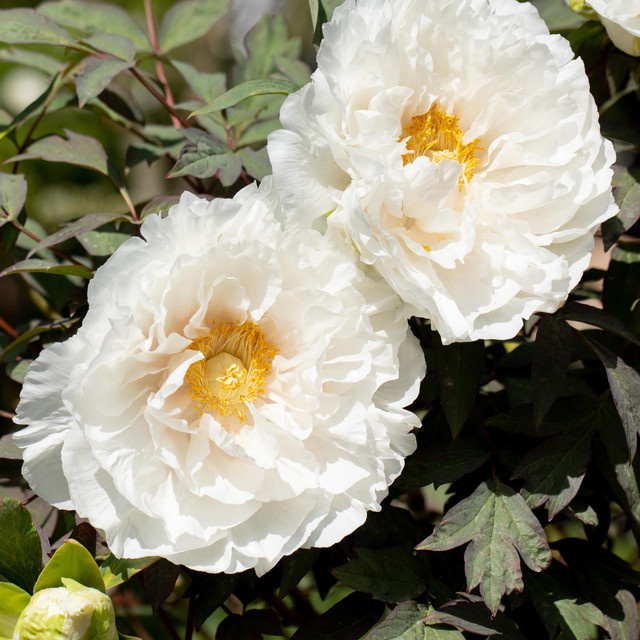 Weiße Strauchpfingstrose Paeonia suffruticosa von BLUME2000 - Bild 1