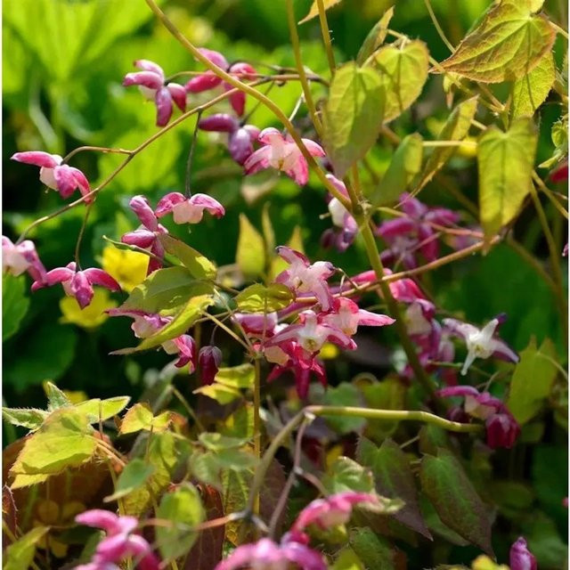 Epimedium rubrum Elfenblume Coccineum rote und rosa Blüte als mehrjährige Bodendecker-Pflanze für den Garten von Nr-01.de - Bild 1