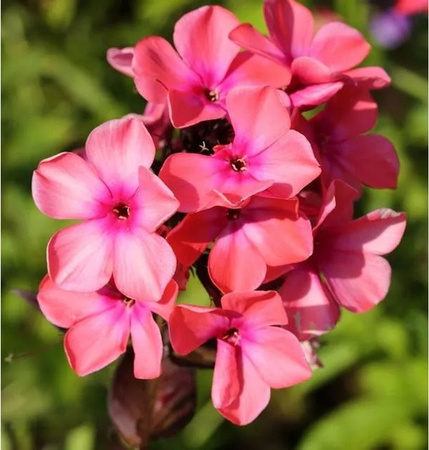 Hohe Flammenblume Rijnstroom Phlox Paniculata als Beetpflanze und Schnittblume von Nr-01.de