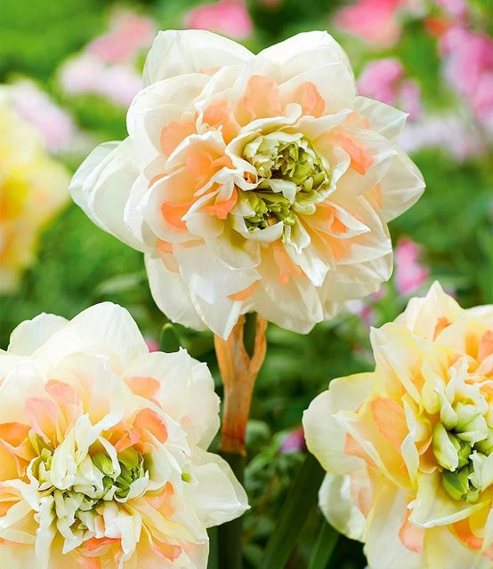 Narzisse Pom Pom Rose - Bild 1