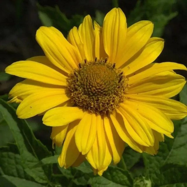 Heliopsis scabra Sonnenauge Spitzentänzerin gelbe Staudenpflanze für Beet und Schnittpflanze - Bild 1