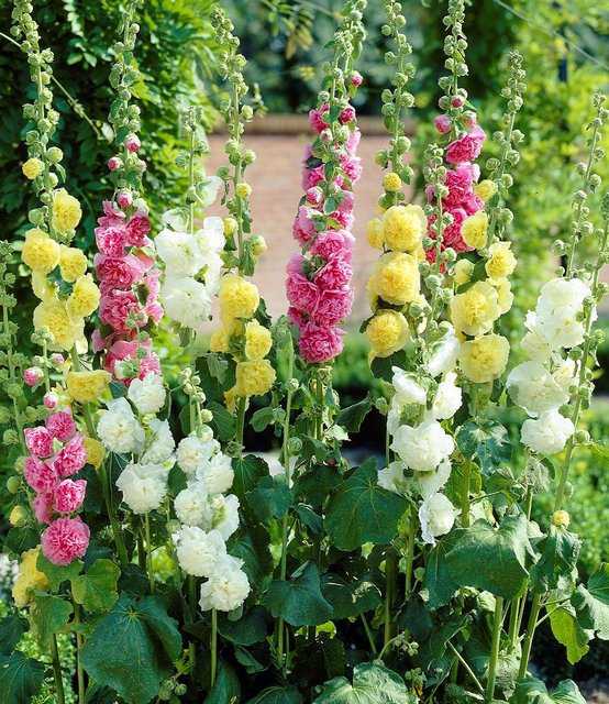 Stockrosen-Malven-Mischung - Bild 1