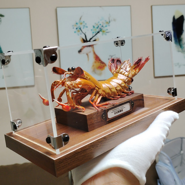 Odontodaktylus Scyllarus Präparat der echten Pfauenmantelgarnele in Mehrfarbig für die Dekoration oder Bildung - Bild 1