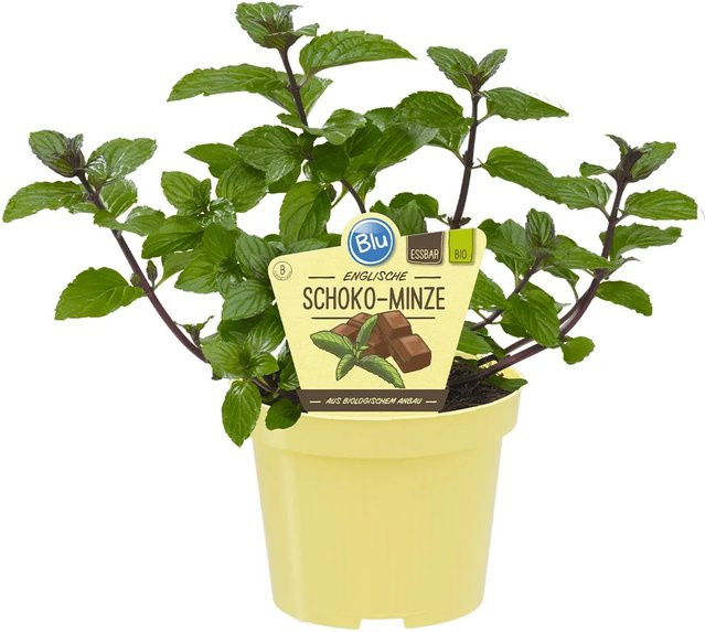 Blu Bio-Schokoladenminze Mentha als Topfpflanze - Bild 1