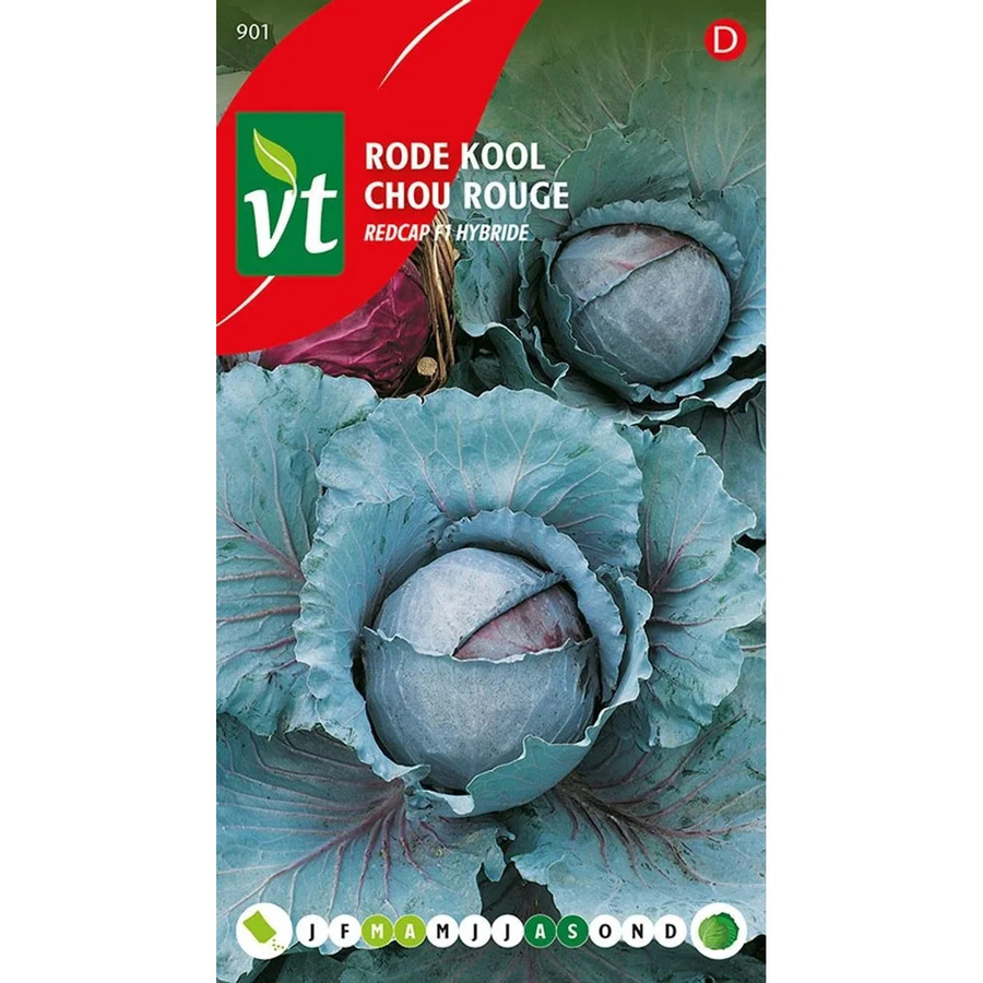 Rotkohl Redcap F1-Hybride Samen von arborix, reich an Vitamin C, 0,3 g - Bild 2
