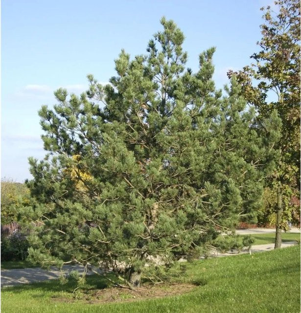 Waldkiefer Pinus sylvestris als grüner Nadelbaum für deinen Garten, Höhe: 60-80 cm - Bild 1