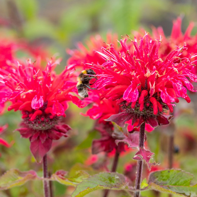 BLUME2000 Monarda Indianernessel als mehrjährige Staude, 3 Stück - Bild 1