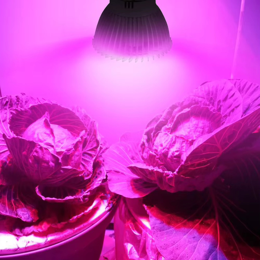 APWIKOGER Vollspektrum-LED-Wachstumslicht mit E14 Sockel für Hydrokultur, Gemüse und blühende Pflanzen - Bild 3