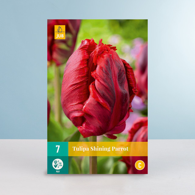 Papageien-Tulpe Shining Parrot von BLUME2000 mit 7 Zwiebeln - Bild 1