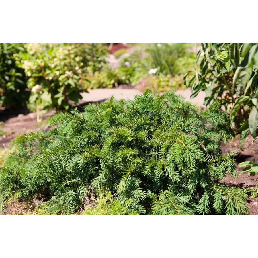Immergrüne Flach-Eibe Taxus Baccata Repandens als Bodendecker und Zierstrauch, Grün, Höhe: 50–60 cm - Bild 2