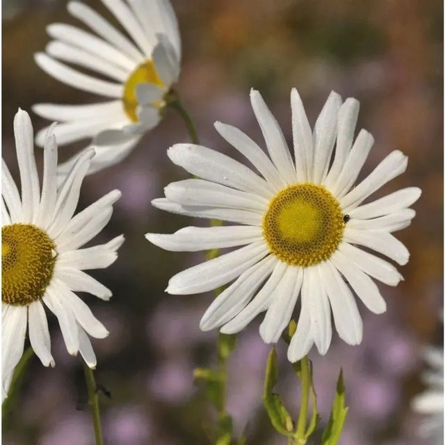 Leucanthemella serotina Oktober Margerite weiße Gartenstaude im Topf - Bild 1