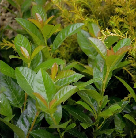 Kirschlorbeer Bonaparte Prunus laurocerasus als Heckenpflanze und Sichtschutz, Höhe: 100-125 cm, Grün/Weiß