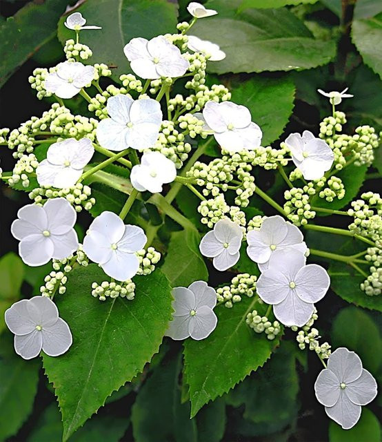 Kletter-Hortensie Semiola - Bild 1