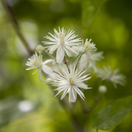 Clematis Vitalba Kletterpflanze von BLUME2000 mit Blütezeit von Juli bis September