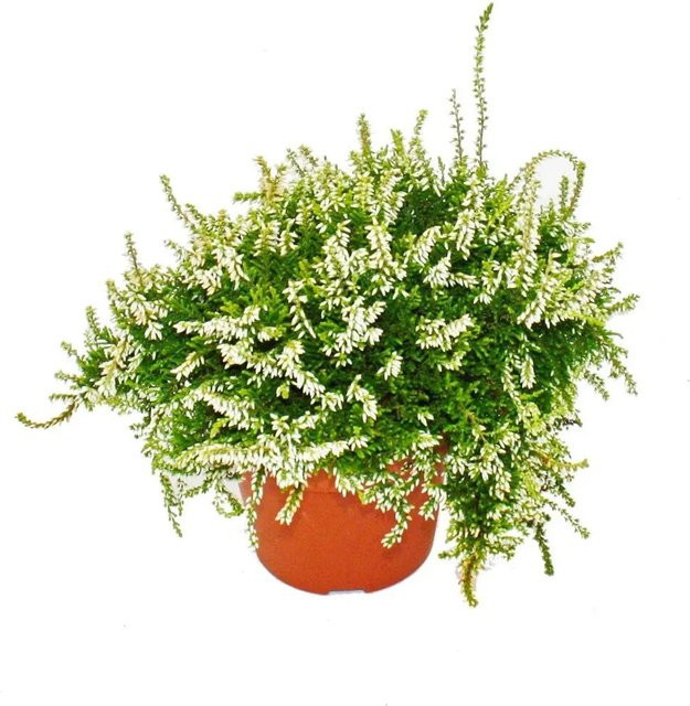 Exotenherz Calluna Set mit 3 weißen Besenheide Pflanzen, winterhart und mehrjährig im 12cm Topf - Bild 1