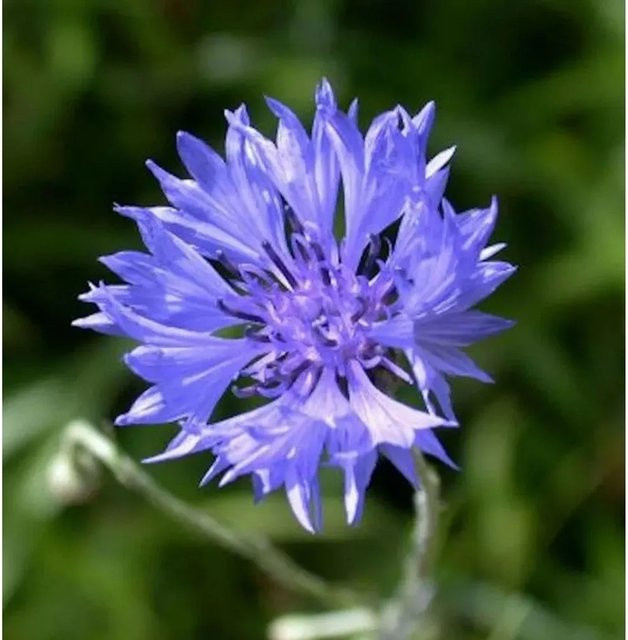 Kornblume Centaurea cyanus blaue Staude von Die Nr-01.de - Bild 1