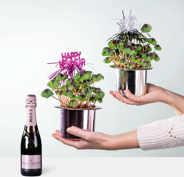Moet & Chandon Imperial Rosé, Champagner, 0,375 l - Bild 1