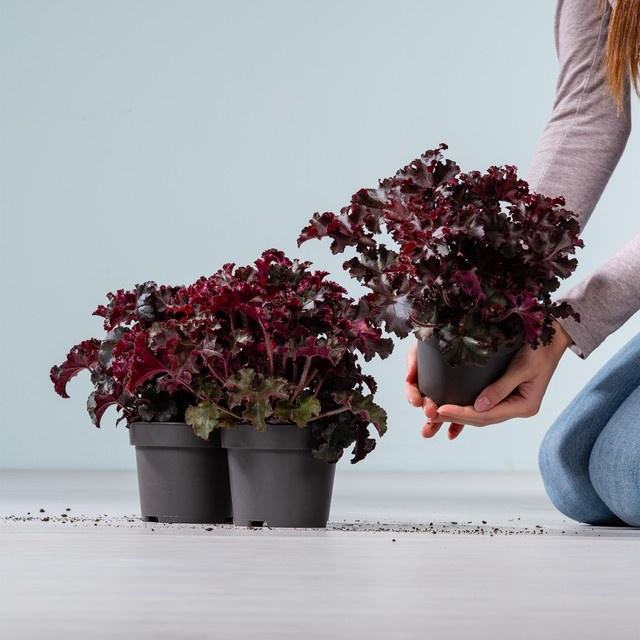3er Set Purpurglöckchen Melting Fire Heuchera micrantha als mehrjährige Staude von BLUME2000 - Bild 1